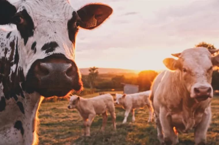 Tagged cattle grazing at dusk